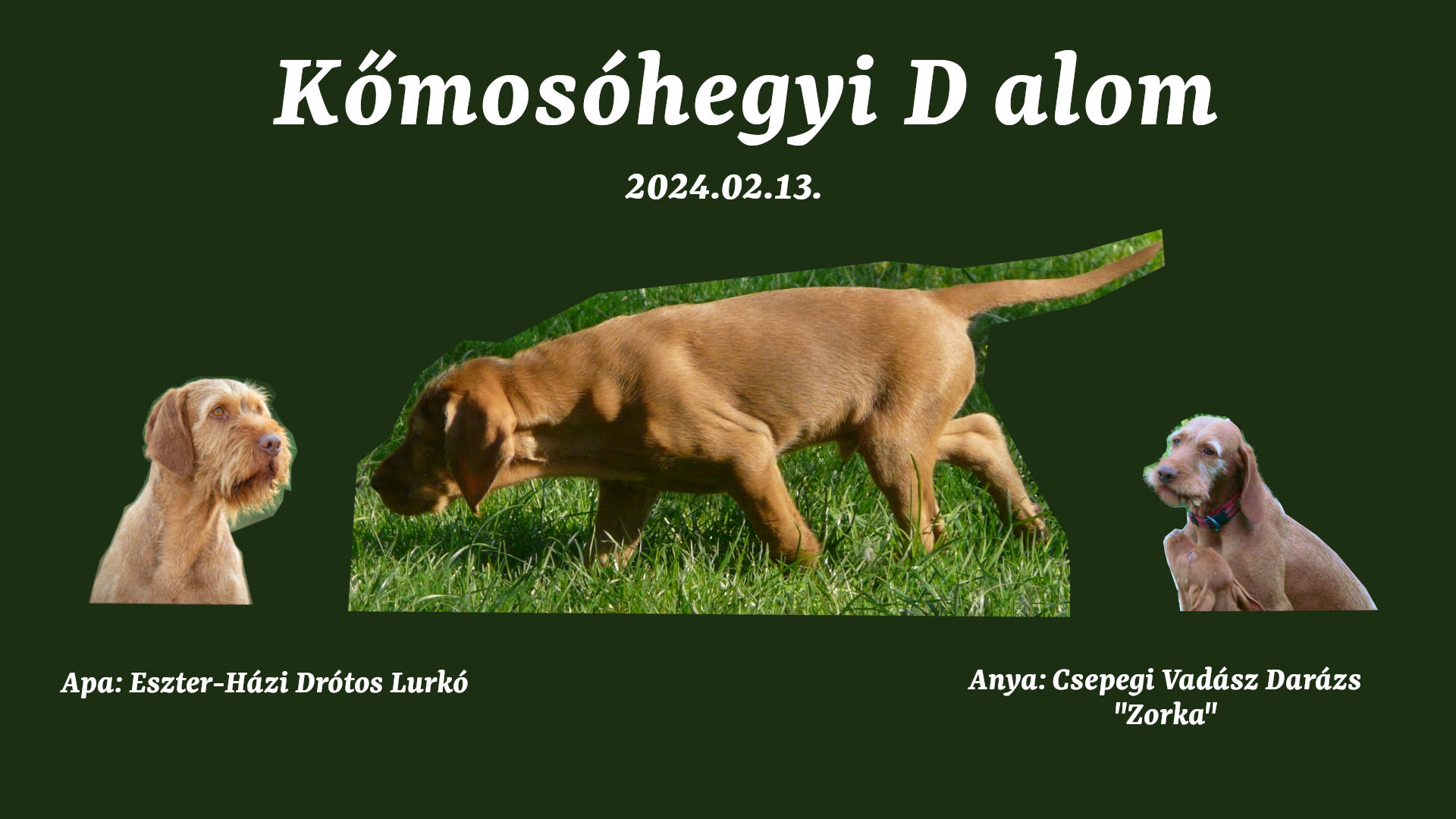 Kőmoshegyi D alom